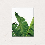Maxbell Tropical Plants Banana leaves Palm leaves Wall Hanging Painting Picture M