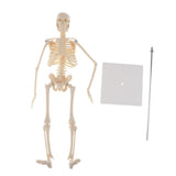 Max Realistic 45cm Mini Human Body Skeleton Model Set School Educational Tools