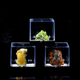 Maxbell 6.5x6.5x7cm Transparent Dustproof Display Case for Rock & Mineral Collection