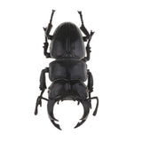 Max Animal Toys Educational Resource High Simulation Reallistic Insects Figure H