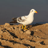 Max Artificial Bird Feather Realistic Home Garden Decor Ornament Seagull 2