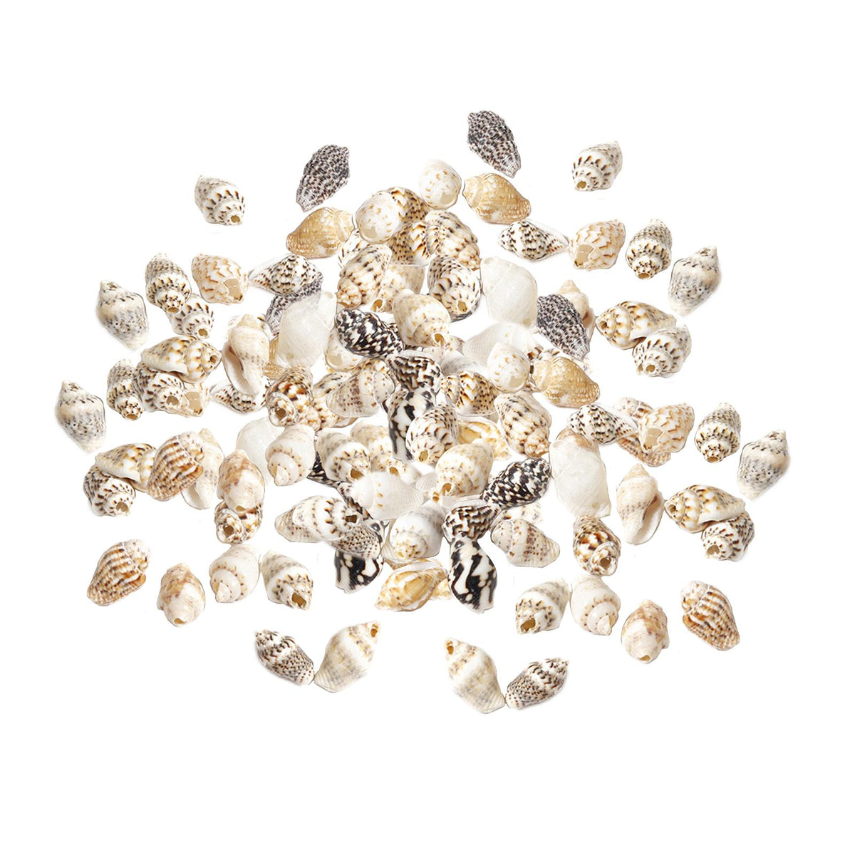 Maxbell 100x Sea Shells Natural Seashells for Theme Party Vase Fillers DIY Crafts