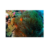 Maxbell 3D Coral Aquarium Background Sticker Fish Tank Wall Decoration Painting XS
