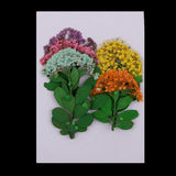 Maxbell Multiple Mixed Natural Pressed Dried Flower Leaf DIY Art Craft Decor big size