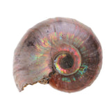 Maxbell 30-40mm Natural Ammonite Shell Gemstone for Pendant Necklace Jewelry Making