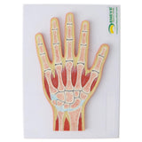 Maxbell 1:1 Advanced Human Hand Joint Muscle Wrist Joint MRI Section Medical Model