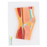 Maxbell 1:1 Advanced Human Knee Joint Muscle Skeleton MRI Section Medical Model