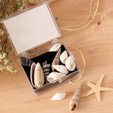 Maxbell Natural Sea Shells Fossils Collection Biology Specimens Science Kit Ornament