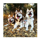 Maxbell 1 Set Daimond Painting Kit Lovely Animal Picture for Wall Decor Dog and Cat