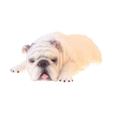 Maxbell Simulation Animal Model Figure Toy Home Decor Sleep American Bully Pitbull B