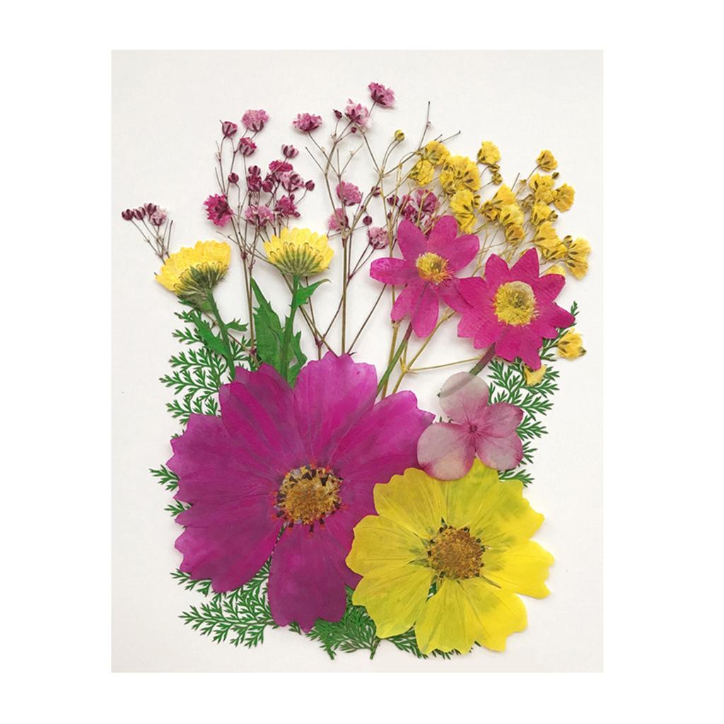 Maxbell 13/14/15Pcs Pressed Leaves Natural Dried Flowers Scrapbooking Card making D