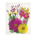 Maxbell 13/14/15Pcs Pressed Leaves Natural Dried Flowers Scrapbooking Card making D