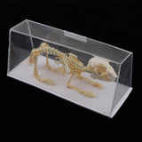 Maxbell Rabbit Skeleton Specimen Animal Bone Model Scientific Biology Teaching Aids