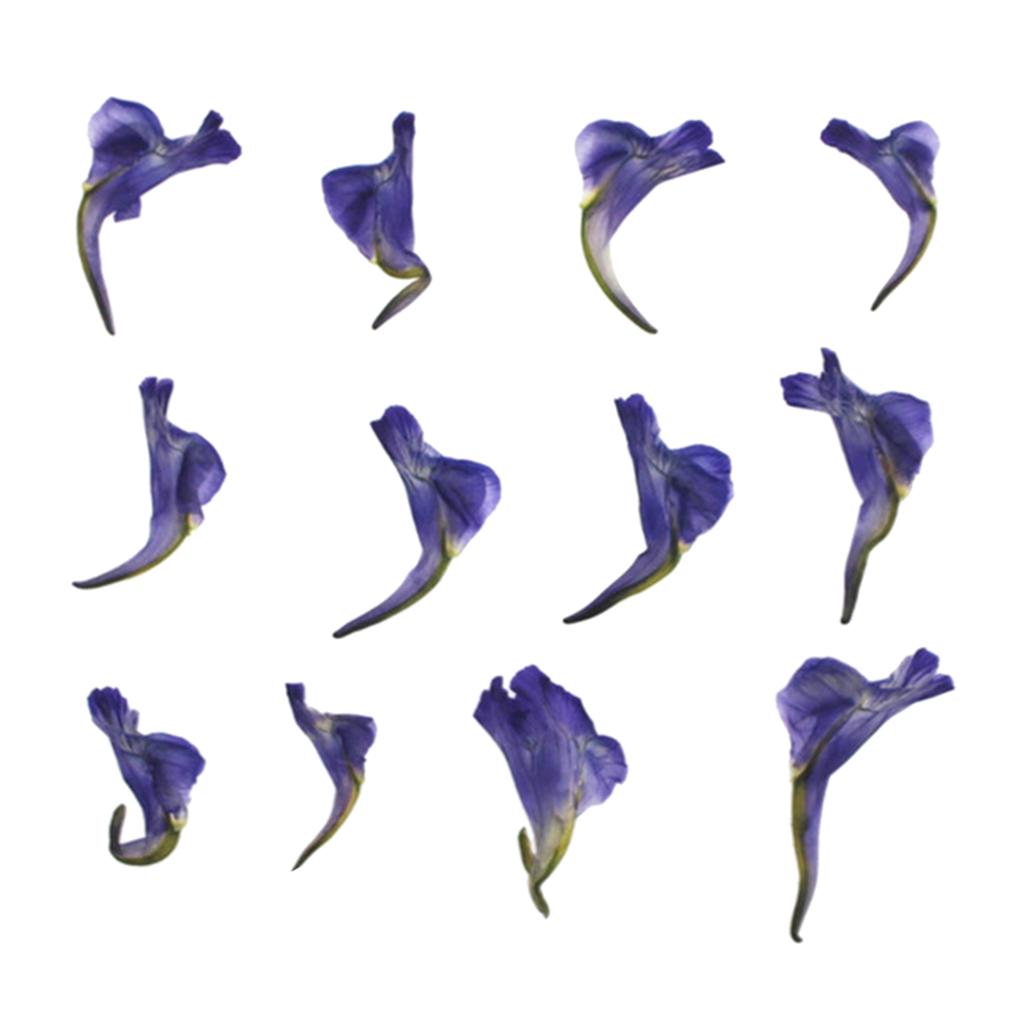 Maxbell 12Pieces Natural Real Pressed Dried Flowers DIY Scrapbooking Card Making
