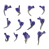 Maxbell 12Pieces Natural Real Pressed Dried Flowers DIY Scrapbooking Card Making