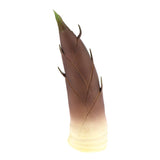 Max Lifelike Simulation Vegetable Fruit Model Home Kitchen Cabinet Bamboo shoots