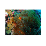 Maxbell 3D Coral Aquarium Background Sticker Fish Tank Wall Decoration Painting XL