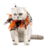 Maxbell Halloween Xmas Costume Black Orange Gauze Neck Collar Pet Cat Dog Collar