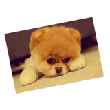 Maxbell 1 Set Beautiful Diamond Paniting Kit Cross Stitch Picture Handcraft Cute Dog