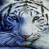 Max Animal Tapestry Wall Hanging for Bedroom Living Room Backdrop Decorations 9 - Aladdin Shoppers