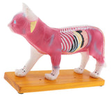 Maxbell 1:1 Cat Acupuncture Anatomical Model With 36 Acupuncture Points Professional Teaching Tool Science Educational - Aladdin Shoppers