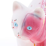Maxbell 1:1 Cat Acupuncture Anatomical Model With 36 Acupuncture Points Professional Teaching Tool Science Educational - Aladdin Shoppers
