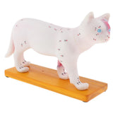 Maxbell 1:1 Cat Acupuncture Anatomical Model With 36 Acupuncture Points Professional Teaching Tool Science Educational - Aladdin Shoppers