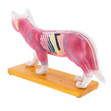 Maxbell 1:1 Cat Acupuncture Anatomical Model With 36 Acupuncture Points Professional Teaching Tool Science Educational - Aladdin Shoppers