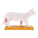 Maxbell 1:1 Cat Acupuncture Anatomical Model With 36 Acupuncture Points Professional Teaching Tool Science Educational - Aladdin Shoppers