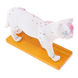 Maxbell 1:1 Cat Acupuncture Anatomical Model With 36 Acupuncture Points Professional Teaching Tool Science Educational - Aladdin Shoppers