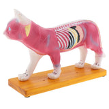 Maxbell 1:1 Cat Acupuncture Anatomical Model With 36 Acupuncture Points Professional Teaching Tool Science Educational - Aladdin Shoppers