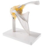 Maxbell 1:1 Human Functional Human Shoulder Joint w/ Ligament Skeleton Model School Teaching Display - Aladdin Shoppers