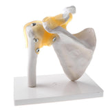 Maxbell 1:1 Human Functional Human Shoulder Joint w/ Ligament Skeleton Model School Teaching Display - Aladdin Shoppers