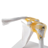 Maxbell 1:1 Human Functional Human Shoulder Joint w/ Ligament Skeleton Model School Teaching Display - Aladdin Shoppers