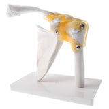 Maxbell 1:1 Human Functional Human Shoulder Joint w/ Ligament Skeleton Model School Teaching Display - Aladdin Shoppers