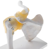 Maxbell 1:1 Human Functional Human Shoulder Joint w/ Ligament Skeleton Model School Teaching Display - Aladdin Shoppers