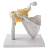 Maxbell 1:1 Human Functional Human Shoulder Joint w/ Ligament Skeleton Model School Teaching Display - Aladdin Shoppers