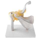 Maxbell 1:1 Human Functional Human Shoulder Joint w/ Ligament Skeleton Model School Teaching Display - Aladdin Shoppers