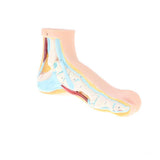 Maxbell 1:1 Lifesize Human Normal Foot Model with Ligaments Bones Muscles Anatomical Model Kit - Aladdin Shoppers