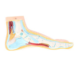 Maxbell 1:1 Lifesize Human Normal Foot Model with Ligaments Bones Muscles Anatomical Model Kit - Aladdin Shoppers