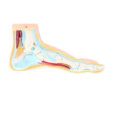 Maxbell 1:1 Lifesize Human Normal Foot Model with Ligaments Bones Muscles Anatomical Model Kit - Aladdin Shoppers
