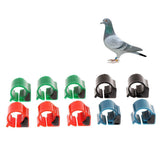 Maxbell 10x Pigeon Rings Bird Chip Rings Identification Race Pigeons Colorful Ring - Aladdin Shoppers