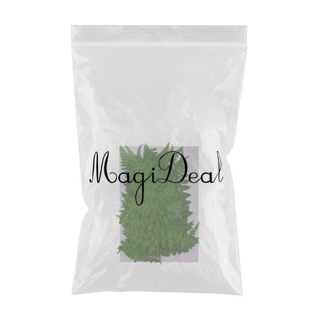 Maxbell 12 Pieces 11-13cm Length Real Pressed Leaves Dried Flowers Embellishments for Card making Scrapbooking Art Crafts DIY Handmade Floral Decorations - Aladdin Shoppers