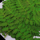 Maxbell 12 Pieces 11-13cm Length Real Pressed Leaves Dried Flowers Embellishments for Card making Scrapbooking Art Crafts DIY Handmade Floral Decorations - Aladdin Shoppers