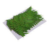 Maxbell 12 Pieces 11-13cm Length Real Pressed Leaves Dried Flowers Embellishments for Card making Scrapbooking Art Crafts DIY Handmade Floral Decorations - Aladdin Shoppers