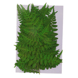 Maxbell 12 Pieces 11-13cm Length Real Pressed Leaves Dried Flowers Embellishments for Card making Scrapbooking Art Crafts DIY Handmade Floral Decorations - Aladdin Shoppers