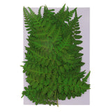 Maxbell 12 Pieces 11-13cm Length Real Pressed Leaves Dried Flowers Embellishments for Card making Scrapbooking Art Crafts DIY Handmade Floral Decorations - Aladdin Shoppers