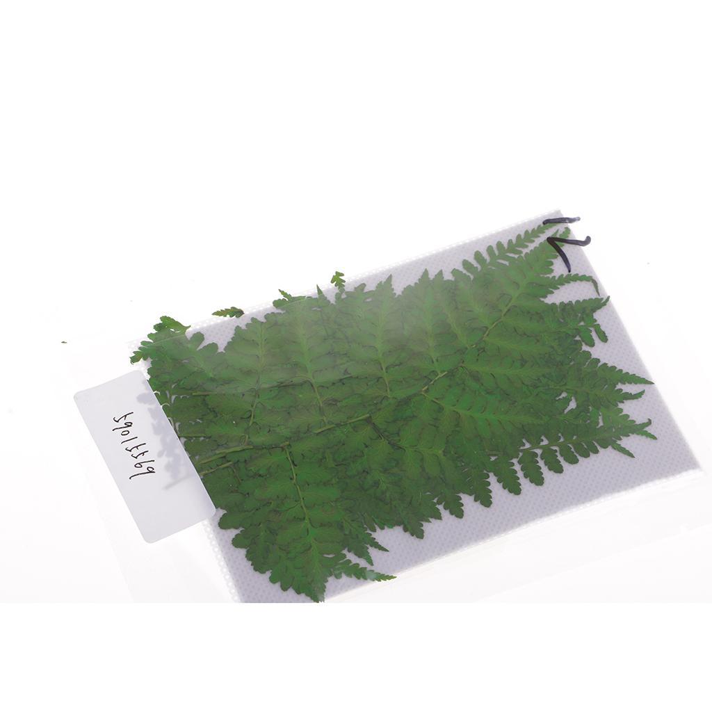Maxbell 12 Pieces 11-13cm Length Real Pressed Leaves Dried Flowers Embellishments for Card making Scrapbooking Art Crafts DIY Handmade Floral Decorations - Aladdin Shoppers