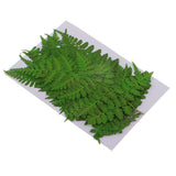 Maxbell 12 Pieces 11-13cm Length Real Pressed Leaves Dried Flowers Embellishments for Card making Scrapbooking Art Crafts DIY Handmade Floral Decorations - Aladdin Shoppers