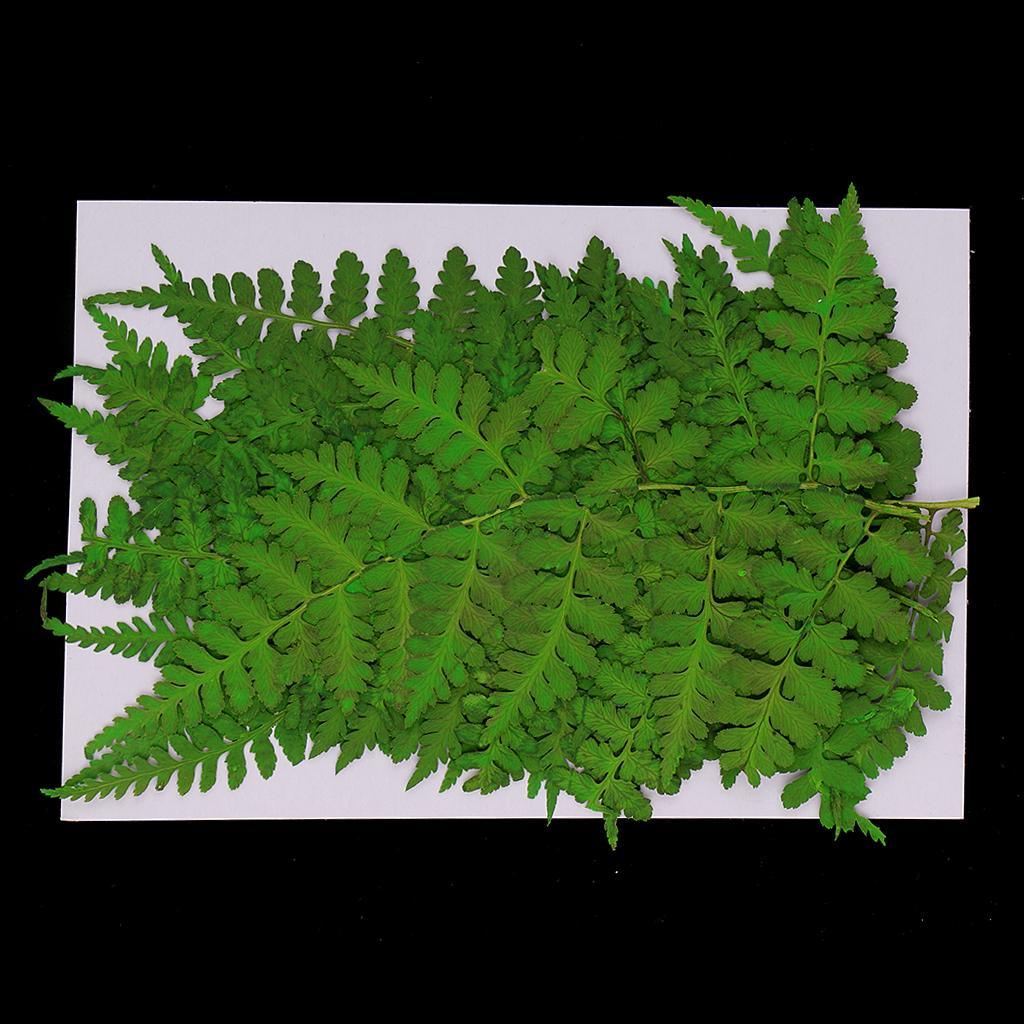 Maxbell 12 Pieces 11-13cm Length Real Pressed Leaves Dried Flowers Embellishments for Card making Scrapbooking Art Crafts DIY Handmade Floral Decorations - Aladdin Shoppers
